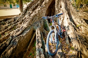 树根与自行车