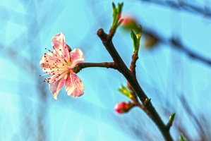 桃花朵朵开
