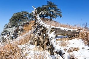 冰雪盖枯树