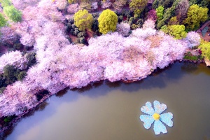 樱花湖与樱花海（五）