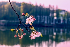 樱花湖畔一枝花