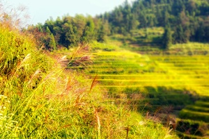 芦苇与稻谷