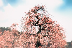 有型的梅花树（六）
