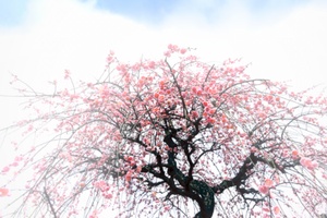 有型的梅花树（二）