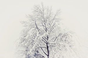 一下雪就成了玉树琼枝