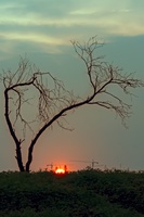 日落枯树