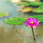 莲花