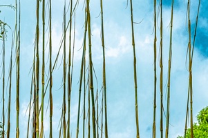 竹子的天空