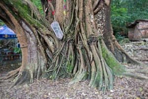 千年古榕树