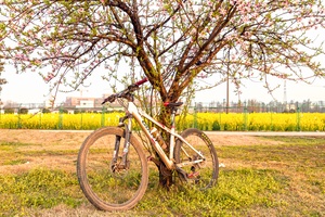 自行车与桃花
