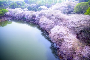 樱花湖与樱花海（四）