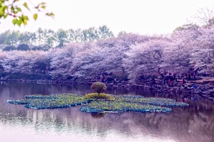樱花湖与樱花海（一）