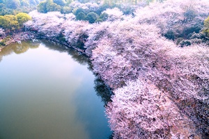 樱花湖与樱花海（三）