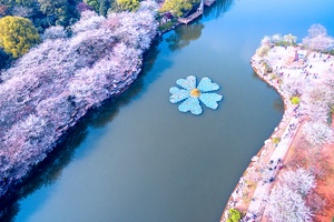 樱花湖与樱花海（二）