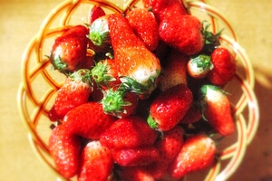 收获草莓