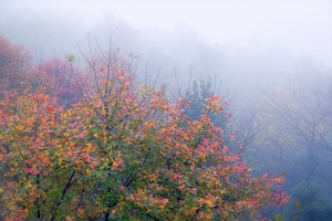 雾漫麓山红枫
