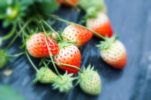 摘草莓（一）