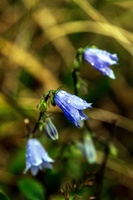 雨中的无名小蓝花