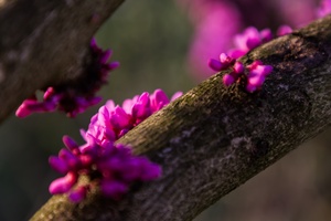 岳麓山紫荆花（二）