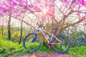 紫荆花下的自行车