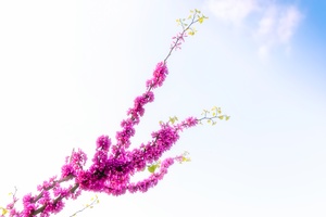 岳麓山紫荆花（一）