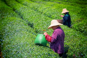 采摘茶叶的茶农