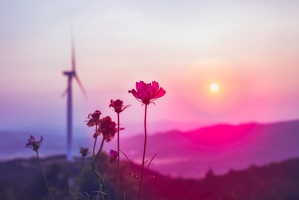 神仙岭日落下的小花和大风车
