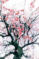 有型的梅花树（一）