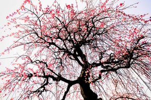 有型的梅花树（五）