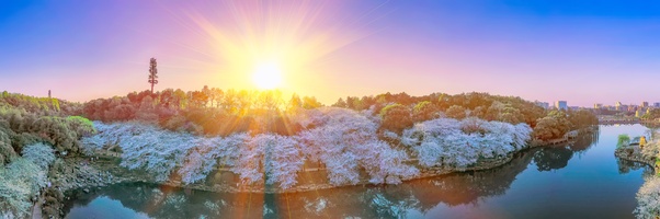 日落樱花湖全景