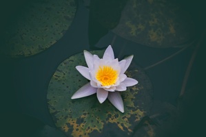穿石坡湖的白莲花（二）