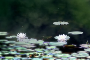 穿石坡湖的白莲花（四）