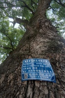 镇上750年的大樟树