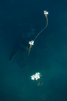 洱海里的水性杨花