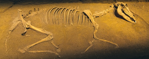 西藏远古动物化石
