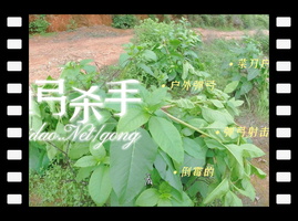 春天里的弹弓杀手