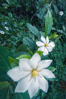 栀子花开