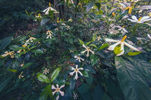 枚凤岭上的黄栀子花开了