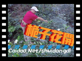 栀子花开：菜刀采花取之有道