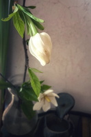 花瓶里的栀子花