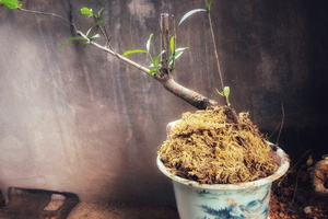 栀子花下山桩