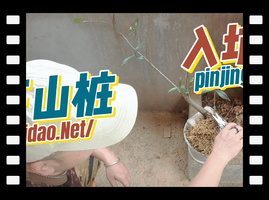 菜刀入坑挖桩首秀