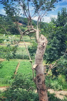 杨梅树拿来练手