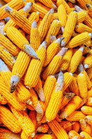 又到玉米收获季