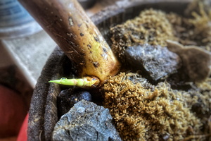 小叶簕竹发芽了