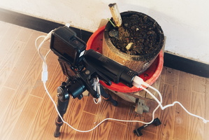 记录小叶簕竹生长