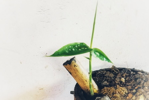 小叶簕竹第一阶段